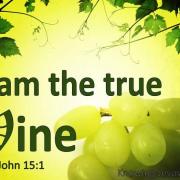 John 15 1 jesus said i am the true vine windows01 26