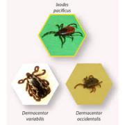 Ticks